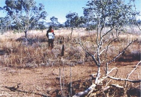 TERN_Aus's tweet image. 🔍#DataDiscovery | Kidman Springs Long Term Exclosure Study - Vegetation Changes

The data are herbage biomass measured inside cattle-proof exclosures &amp;amp; on adjacent grazed areas on two sites of different soils at Kidman Springs, NT between 1973 &amp;amp; 2002.

📊 buff.ly/zAIUgdx
