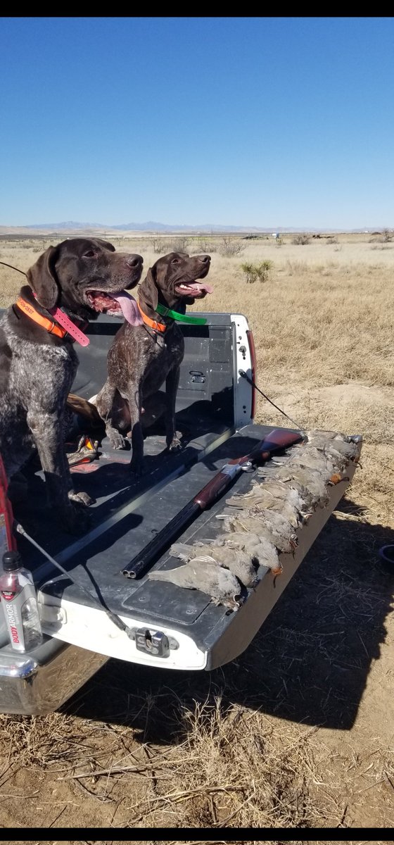 aaron_tagerson's tweet photo. @SuzieQuackers2 Absolutely,,, Merry the Boyz love some New Mexico!!ππͺπΎπΎ #TeamGSP https://t.co/W250Bsi1eB