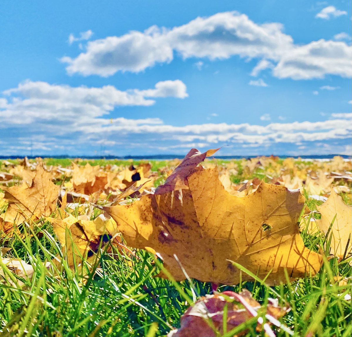 VisibleThink's tweet image. Autumn hanging in, here in the village
#lakeontario