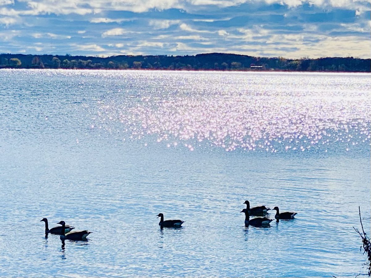 VisibleThink's tweet image. Autumn hanging in, here in the village
#lakeontario