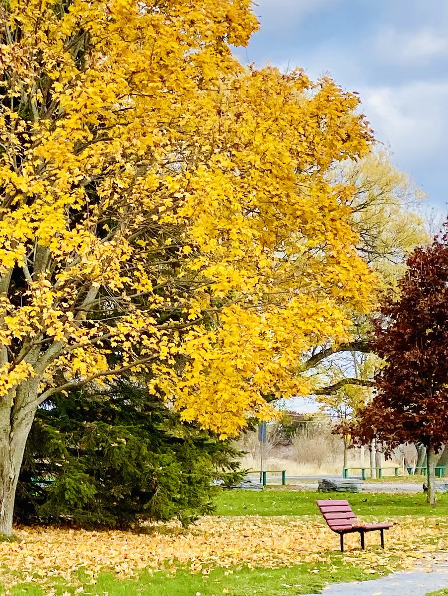 VisibleThink's tweet image. Autumn hanging in, here in the village
#lakeontario