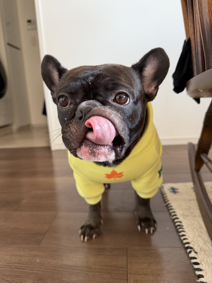 ほたる｜French Bulldog🐾 tweet media