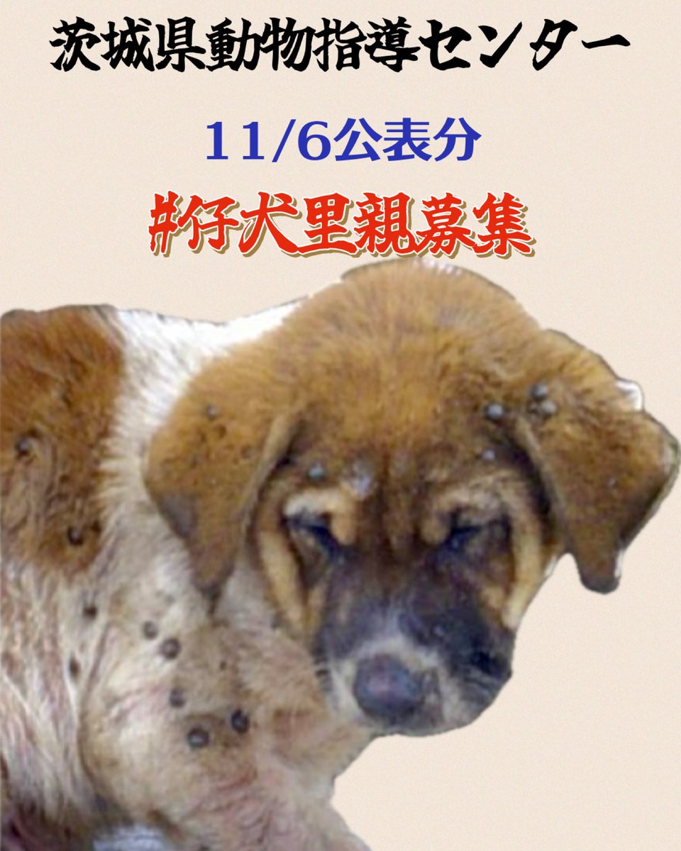 gollfe's tweet image. 可哀想に栄養と環境で
マダニだからけの子犬収容💧
家族に繋がり幸せになれますように🙏🏻
🍀子犬里親様募集
11/6公表分
生後3ヶ月位の仔犬
大切に育ててくださいませんか
保護仔犬を家族に迎えてください🍀

🆘子犬の収容情報
♦️ 茨城県動物指導センター 
🔹茨城町小幡て保護
🔹25-1036 男の子…