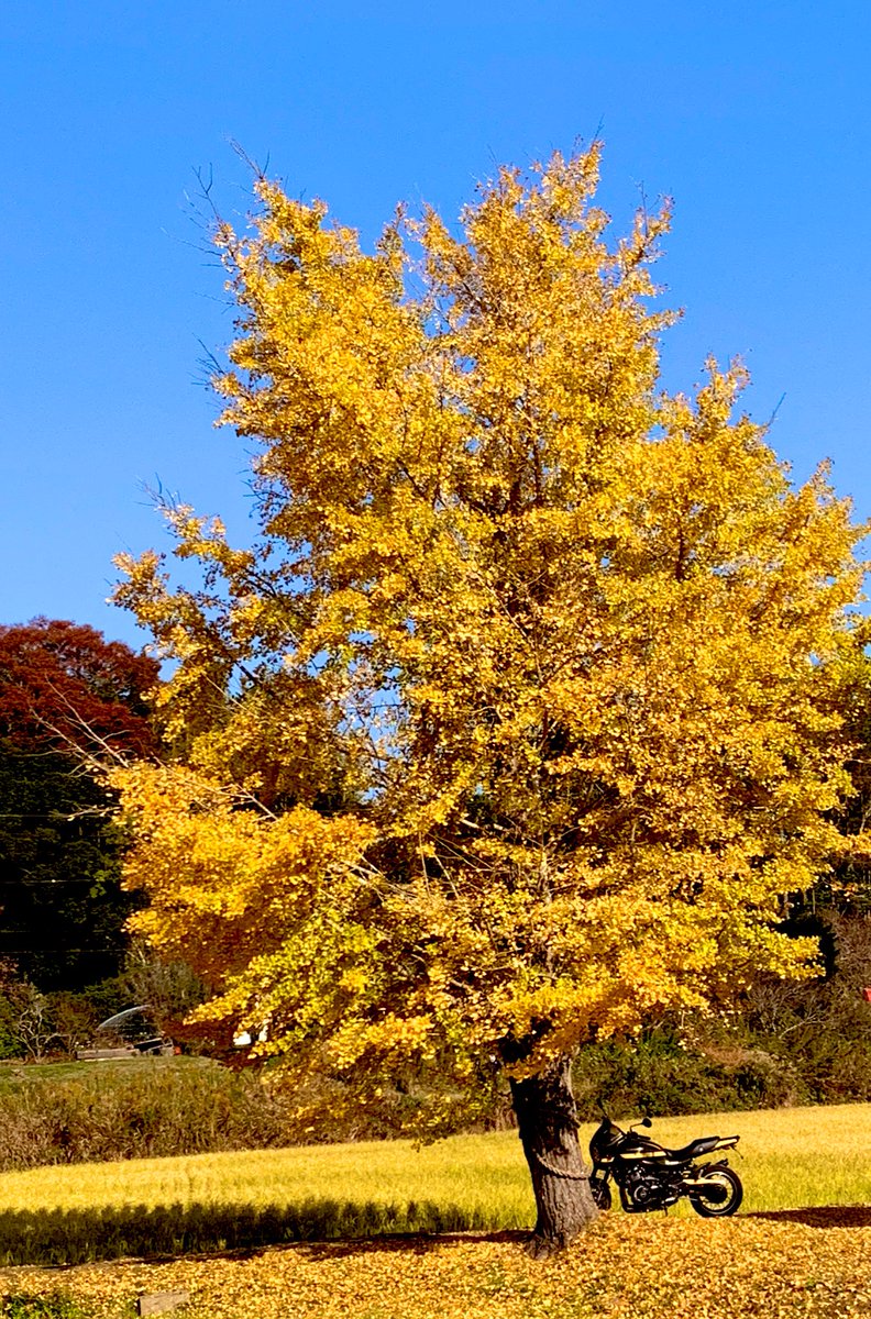 縞々しま 鉄馬@しま on X