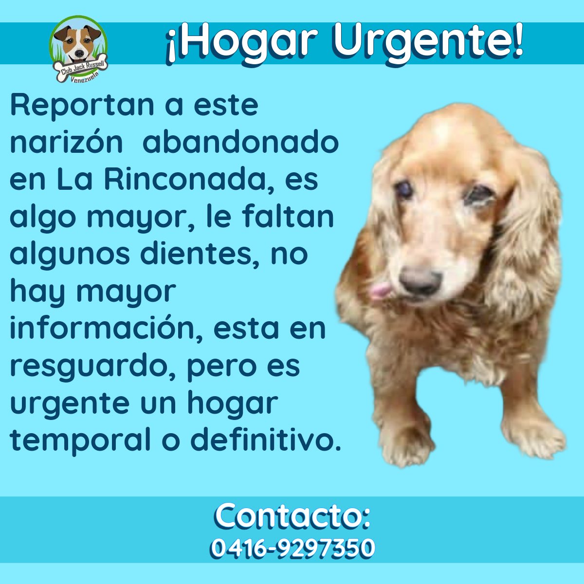 ¡Hogar Urgente!

#Reporta <a href="/andresalazar28/">Julian Salazar</a> a este narizón abandonado en #LaRinconada, es algo mayor, le faltan algunos dientes, no hay mayor información, esta en resguardo, pero es urgente un hogar temporal o definitivo.
Contacto:
0416-9297350