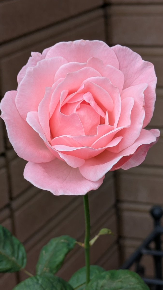 jo3_pbb's tweet image. ウチのピンクのバラ