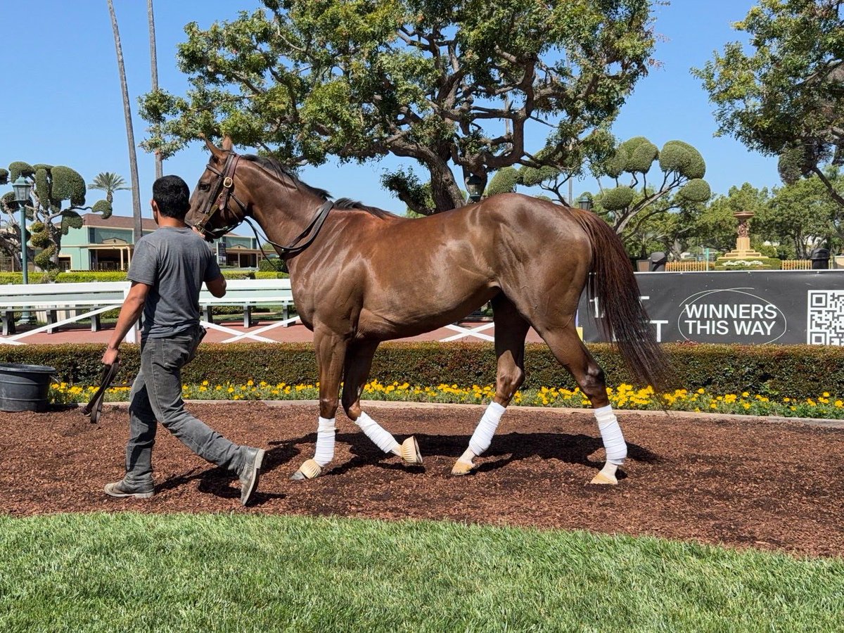 Boomer Bloodstock tweet media