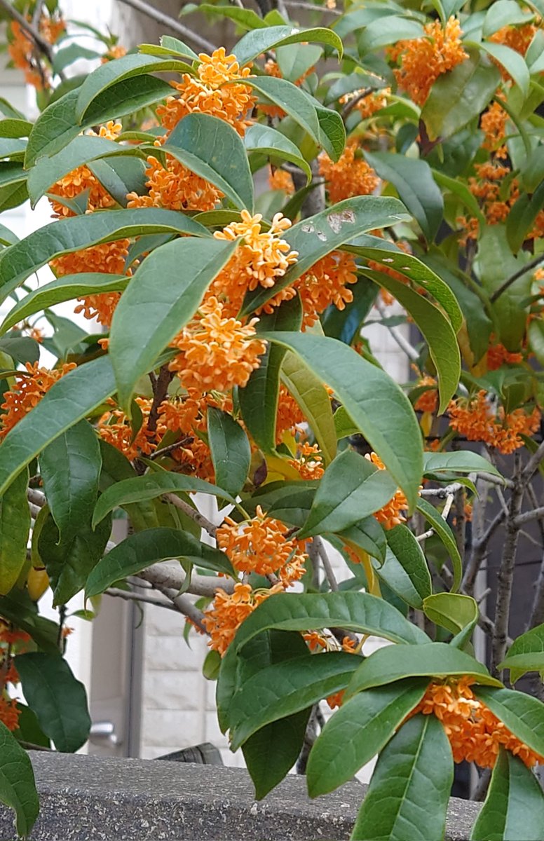 ヒロママ on X ヒロママ on X