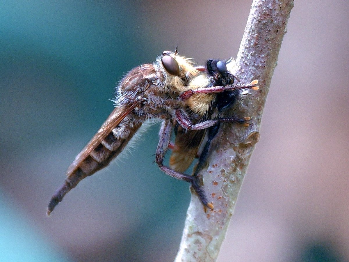 bat52301's tweet image. Caught in the act: a robber fly mid-feast on a bumblebee. 

Nature doesn’t do takeout—
It is takeout. 

 #RobberFly #WildPredators #NatureUnfiltered"