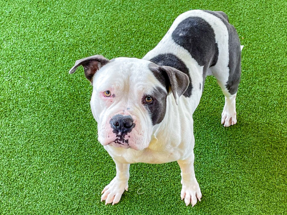 🎸 Meet Bone Jovi | 2-yrs-old | 64 lbs. | Rockstar in the making!
Bone Jovi is “Livin’ on a Prayer” — hoping to find his forever home. 🎶 Come meet this sweet boy and give him some chin scratches!
#wacotexas #wacotx #petcirclewaco #offthecircle #adoptdontshop #fosteringsaveslives