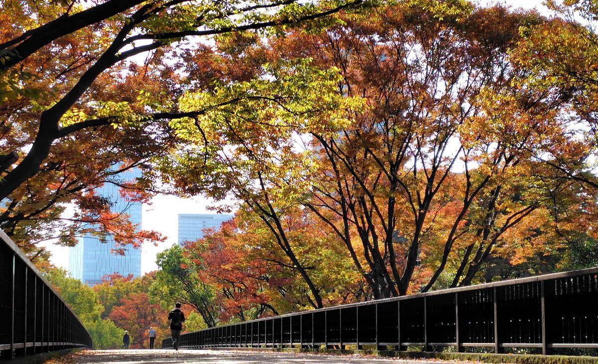 今朝の紅葉
代々木公園の緑も少しずつ色づいてきました。緑と紅が混じる光景がまぶしい。
#写真が好きな人と繋がりたい #キリトリセカイ #東京カメラ部 #渋谷区 #原宿 #代々木公園 #花写真