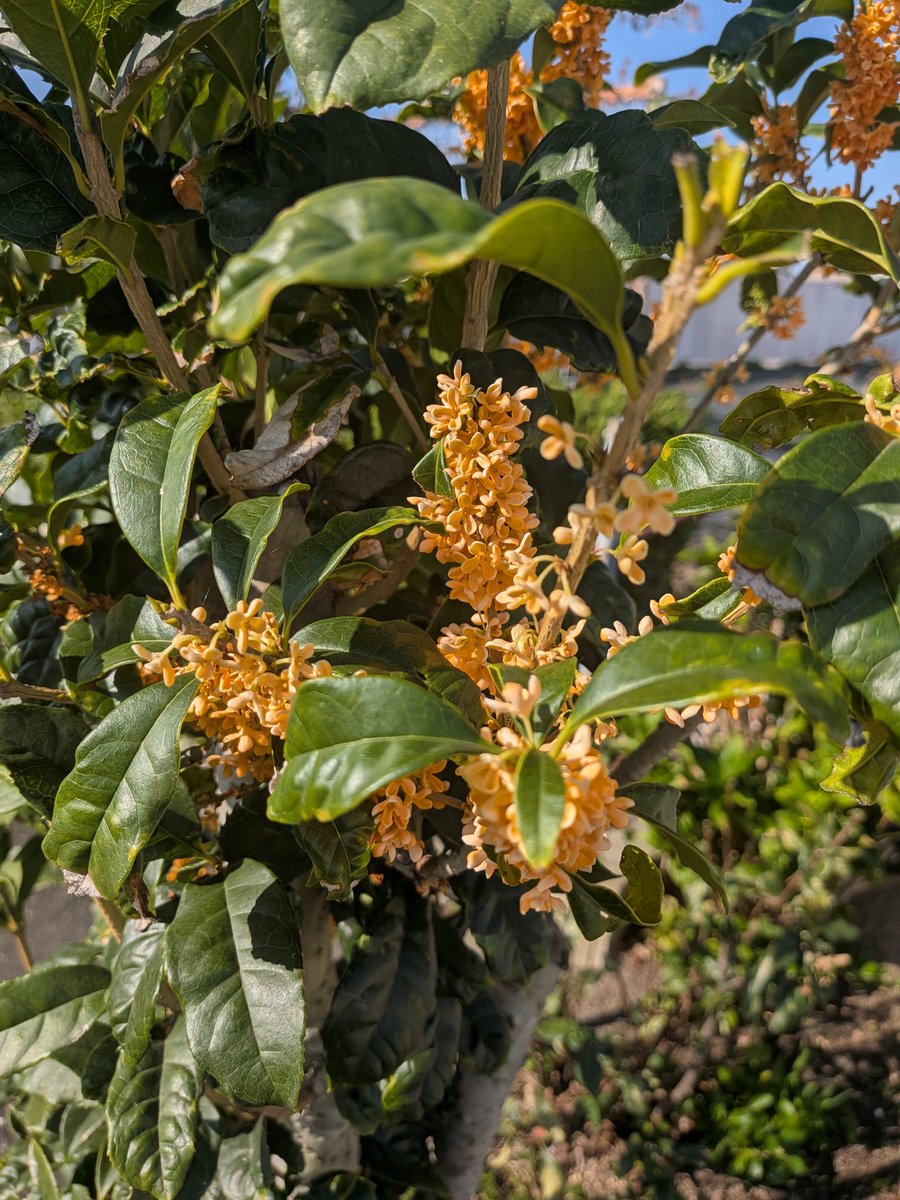 今年は金木犀が長く楽しめて嬉しい。記憶違いでなければ、2回咲いたような…