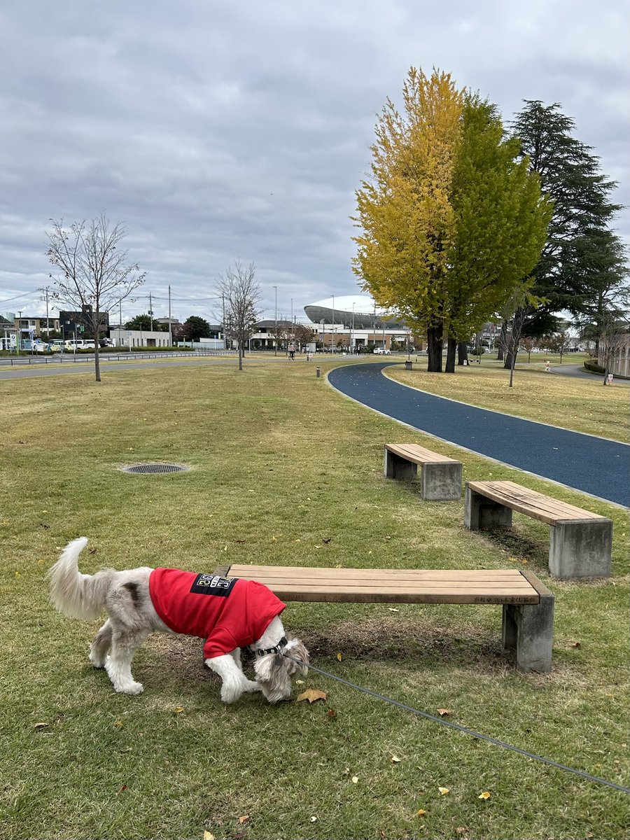 giantrogo's tweet image. 寒い日は、服を着て散歩。