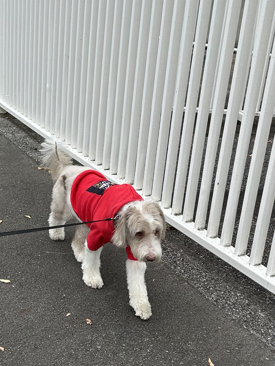 giantrogo's tweet image. 寒い日は、服を着て散歩。