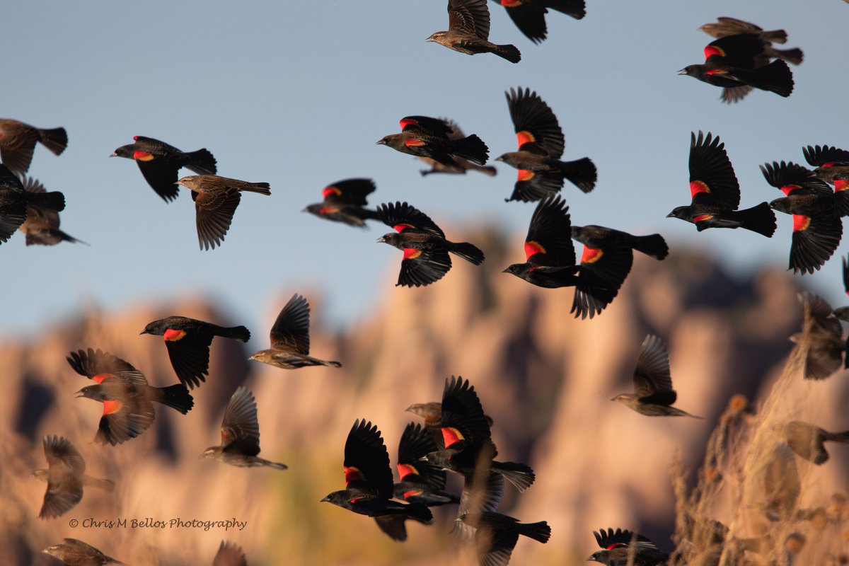 living_prescott's tweet image. ⭐️OUT &amp;amp; ABOUT — Thank you to Chris Bellos for sending in this great shot of red-winged blackbirds at Watson Lake. Photos submitted by our readers are included in every issue of Prescott LIVING! Send your best shots taken in the Greater Prescott area by email to photos@roxco.com.