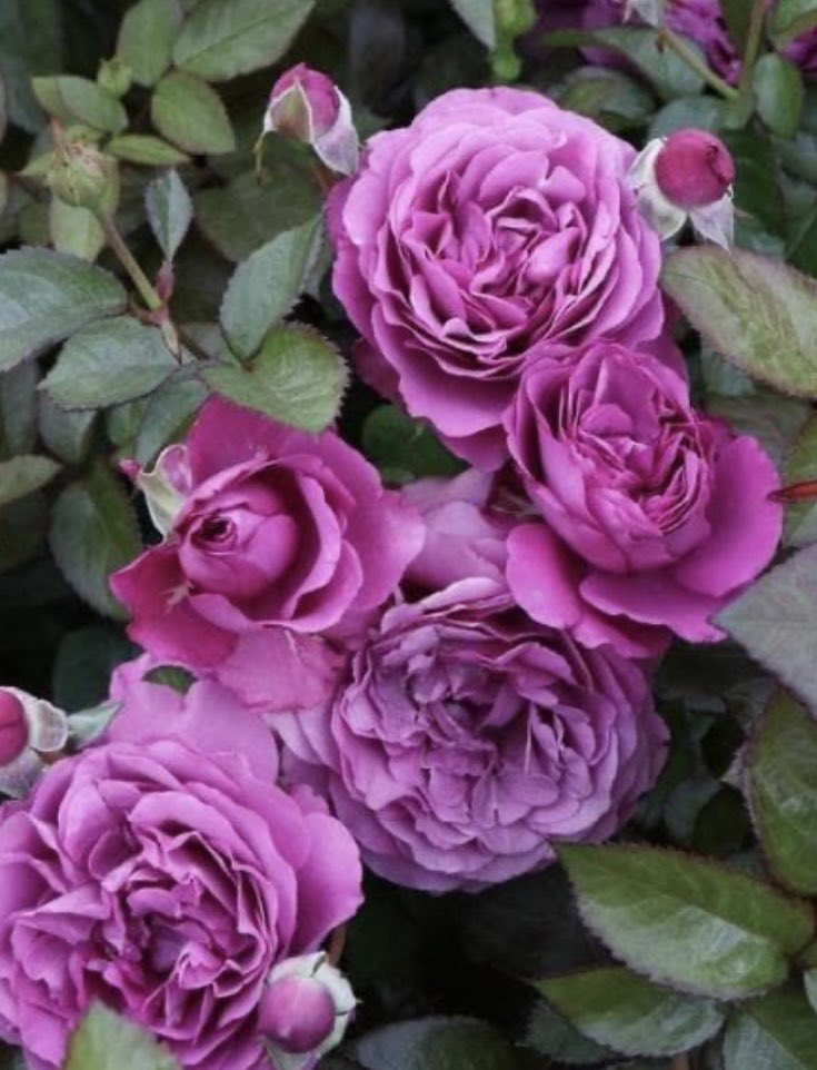 まりりん　OW M 315/80R22.5 BRIDGESTONE M-DRIVE 002 (TL) (DRIVE) (156/150K) (3PMSF