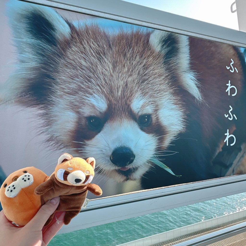 redpanda_p's tweet image. おはようございます