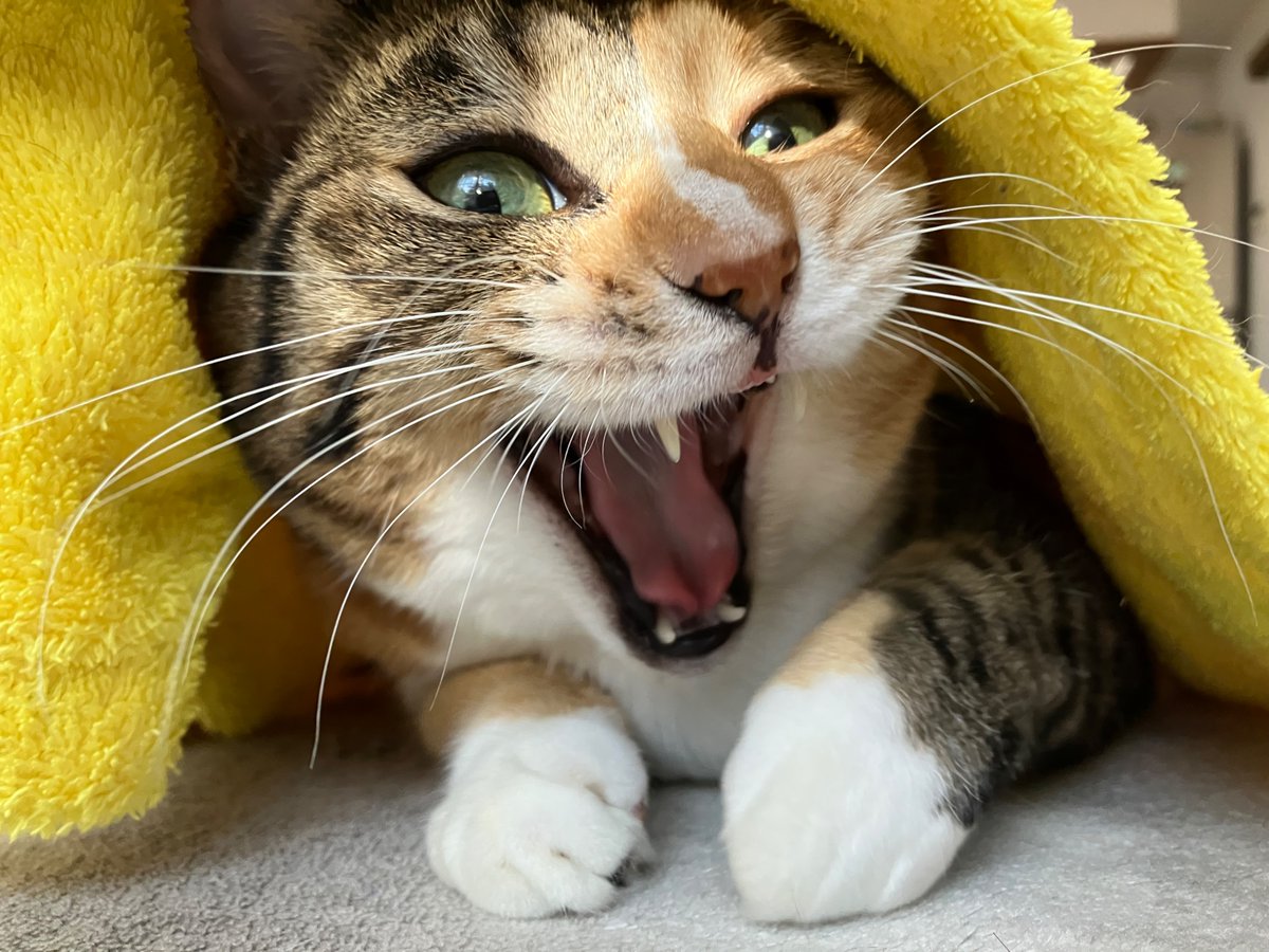 斉藤コーキ🎃Kouki Saitou on X