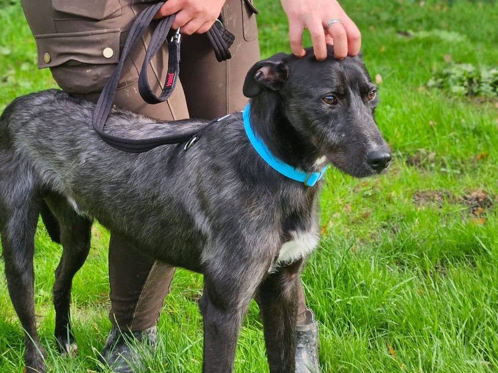 URGENT, please retweet to help Ned find a foster home so he can get out of a council pound #SUSSEX #UK 
AT RISK OF EUTHANASIA 💔💔💔
Arundawn Rescue shelter can get Ned out of the council pound if we can find him a foster home... they are full! 
'Ned came to visit today for us to