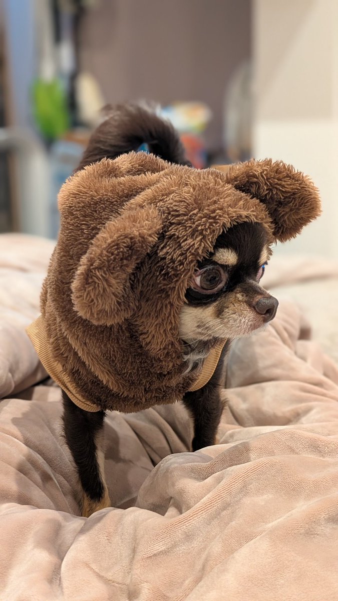 チワワの風太 (@futa_0210) / Posts / X