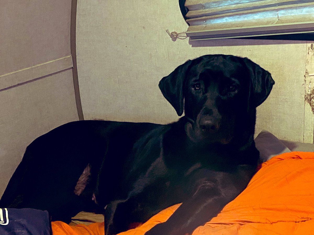 kdavid5513's tweet image. Got her a year ago this week. Her first ride to her new home