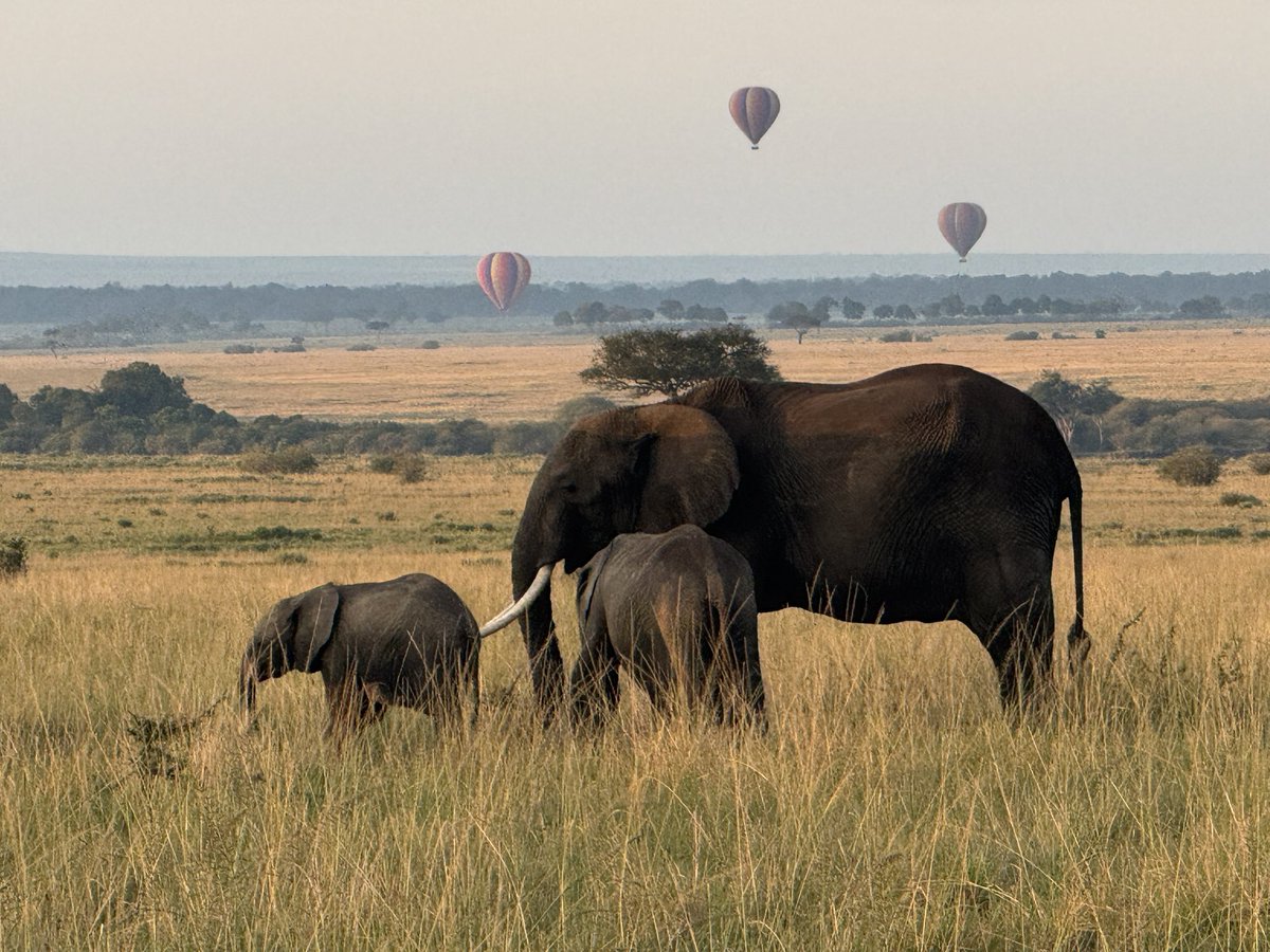 practicalrad's tweet image. Excited to be in the Mara kicking off the Jackson Looseyia Conservation Project with @JacksonLooseyia, 
Stories, wildlife &amp;amp; community — all rooted in Maasai heritage. #MaasaiMara

Join the journey: bit.ly/4oTFKix