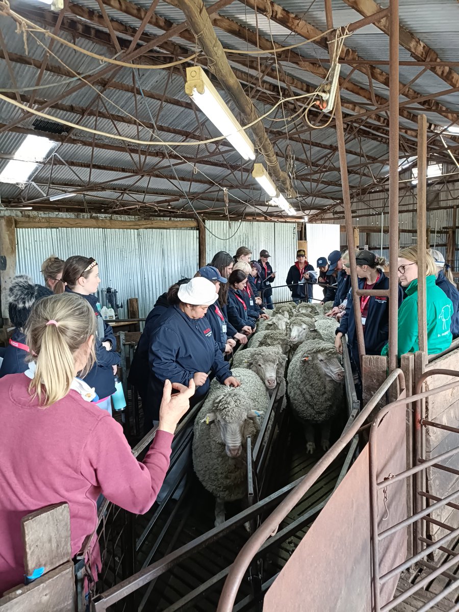 Reflecting on the <a href="/MurdochUni/">Murdoch University</a> Livestock Industry Tour, it wouldn’t be the same without our sponsors.
Thanks to <a href="/woolinnovation/">Australian Wool Innovation</a> for their continued support!
"The Tour gave me an understanding of where I want to work in the future."