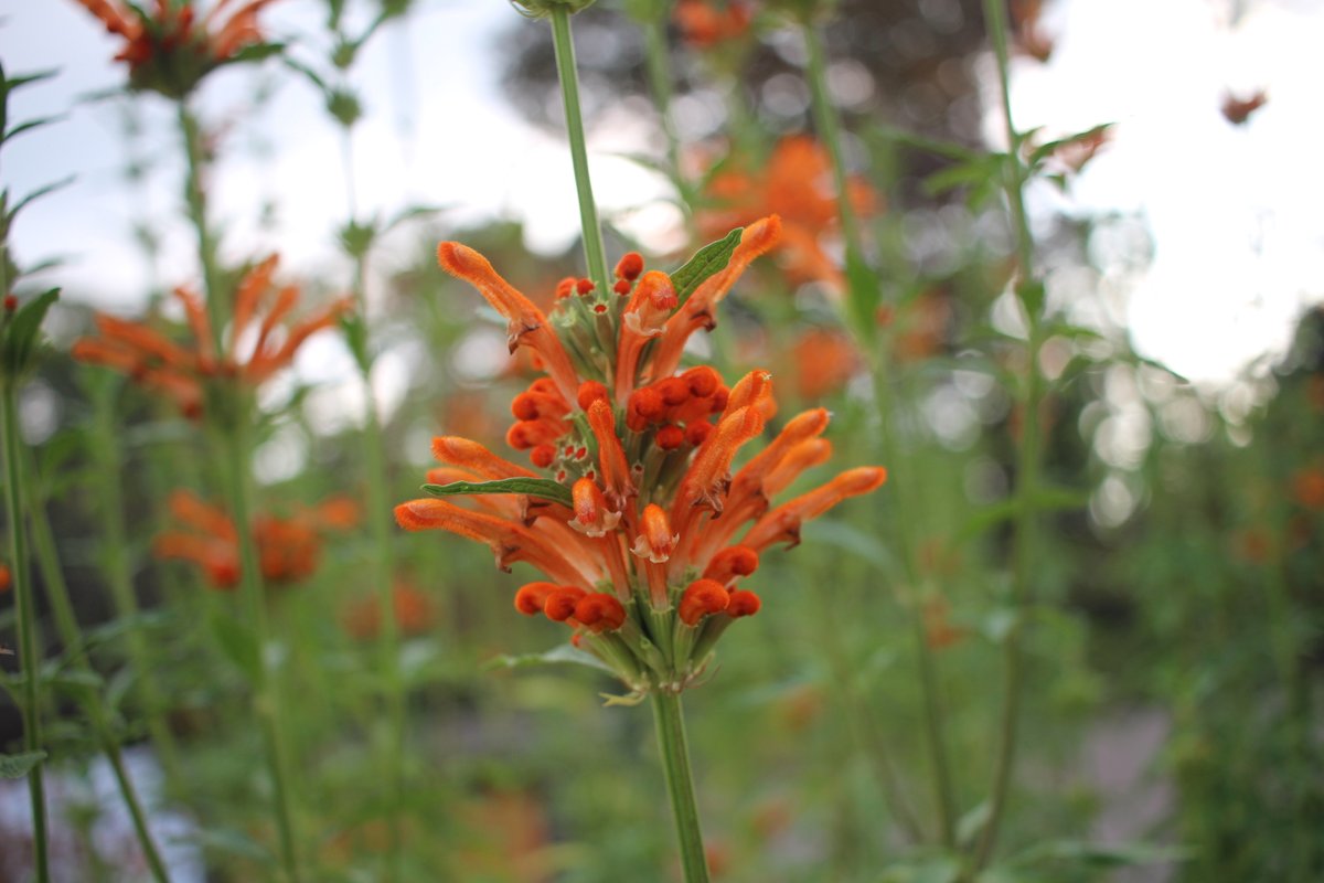 公式】京都府立植物園 on X