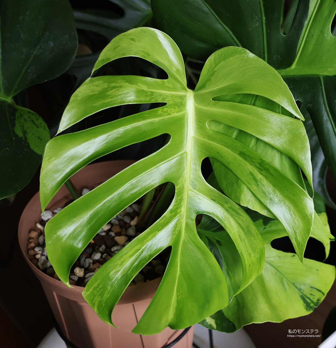 モンステラ・ポトス MONSTERA DELICIOSA `KASUMI` Monstera Deliciosa