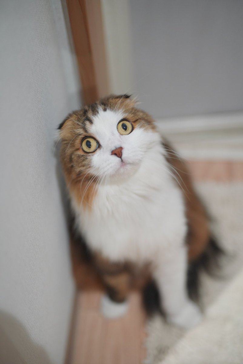 Pon-kun (@Pon_s_servant) / Posts / X