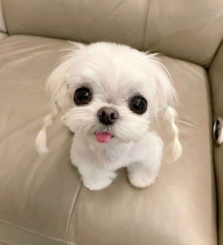 💖 (@twaniimals) on Twitter photo 