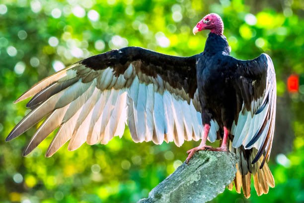 Deangelo_Yu_'s tweet image. Mandem Wey unuh sey …..

West Coast Sunday?