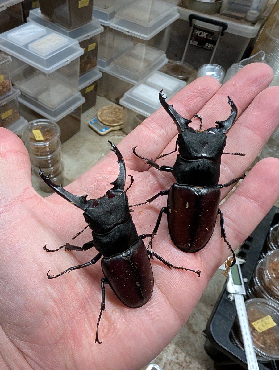 虫の兄ちゃん@兜鍬武蔵 (@anchan_kabukuwa) / Posts / X