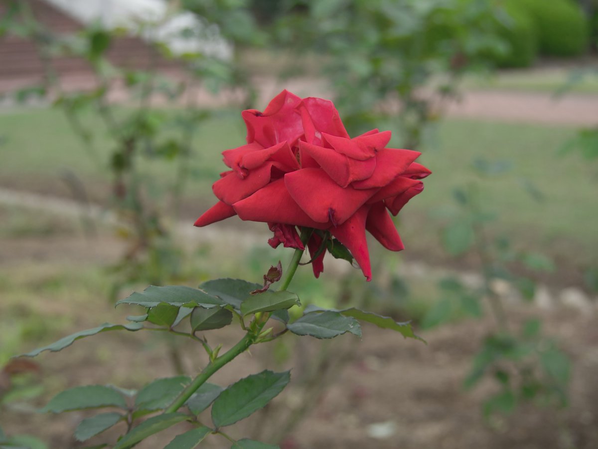 ひろりん♪ on X