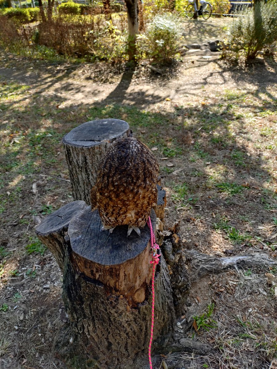 kuucocomama's tweet photo. 朝んぽ

いい切り株を見つけたの、ほらこうするとどこにいるかわからないでしょ？🦉

う、うん、うまく隠れたね😅 https://t.co/EqkGF8RrSY