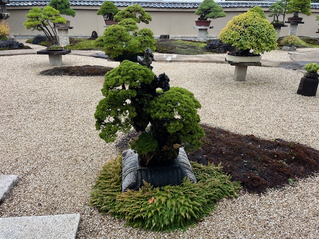 ドイツからのお客様を京都・大徳寺塔頭・芳春院にご案内♪
⇒ ameblo.jp/miyabi-kyoto/e… #アメブロ <a href="/ameba_official/">Ameba Topics</a>より