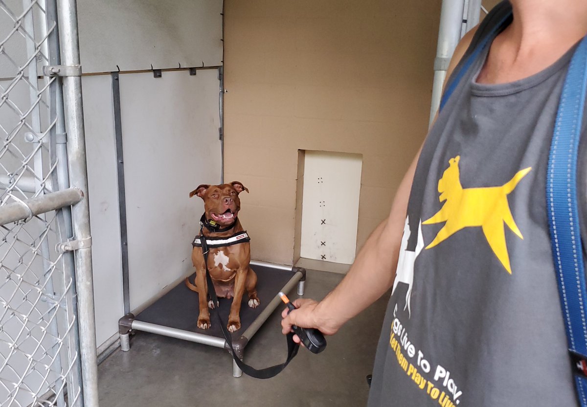 DogsPFL's tweet photo. Don't miss our brand new virtual workshop on Kennel and Door Routines next Thursday! We'll zero in on how to teach these vital skills in the shelter setting. Pay $20 and get the recording. 
Register: https://t.co/jfwzGMKmKh https://t.co/1QzCXL7Cr7