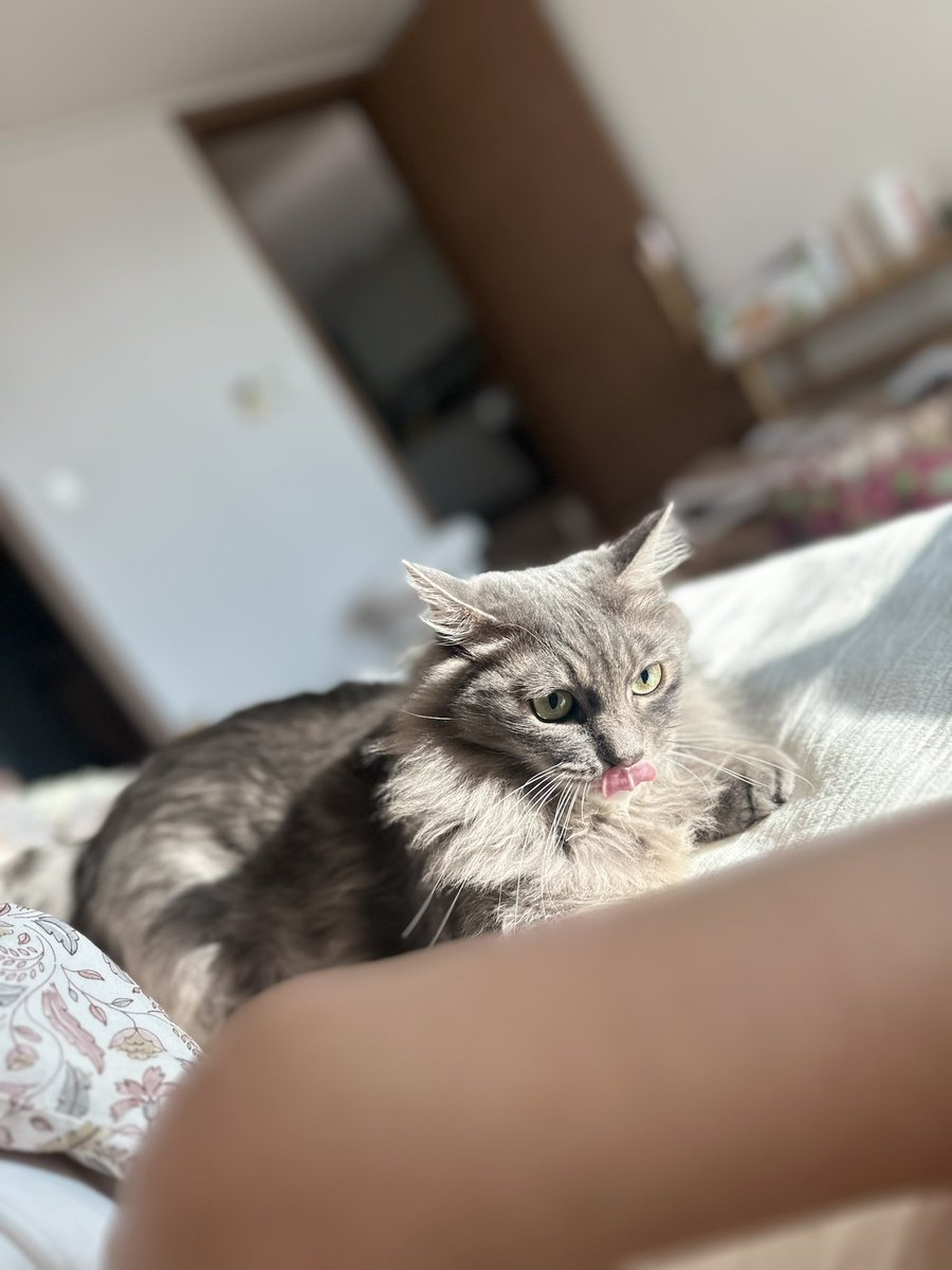 아침 기상의 정령들

(현실은 캔따개 깨워서 밥먹기가 목적)