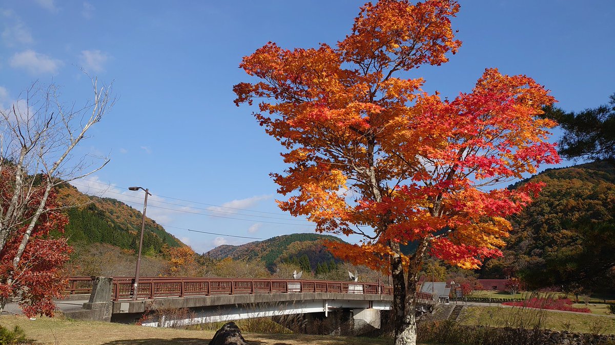 PCM8's tweet image. 秋の陽ざしがやわらかくて、エンジン音まで澄んで聞こえる。
ここは道の駅パスカル清見、ライダーたちの集まる峠のオアシス🏍️🍂
木造の屋根の向こうに広がるのは、金と朱のグラデーション。
一本の紅葉が空の青に映えて、まるで季節そのものが写真に写り込んだみたい。…