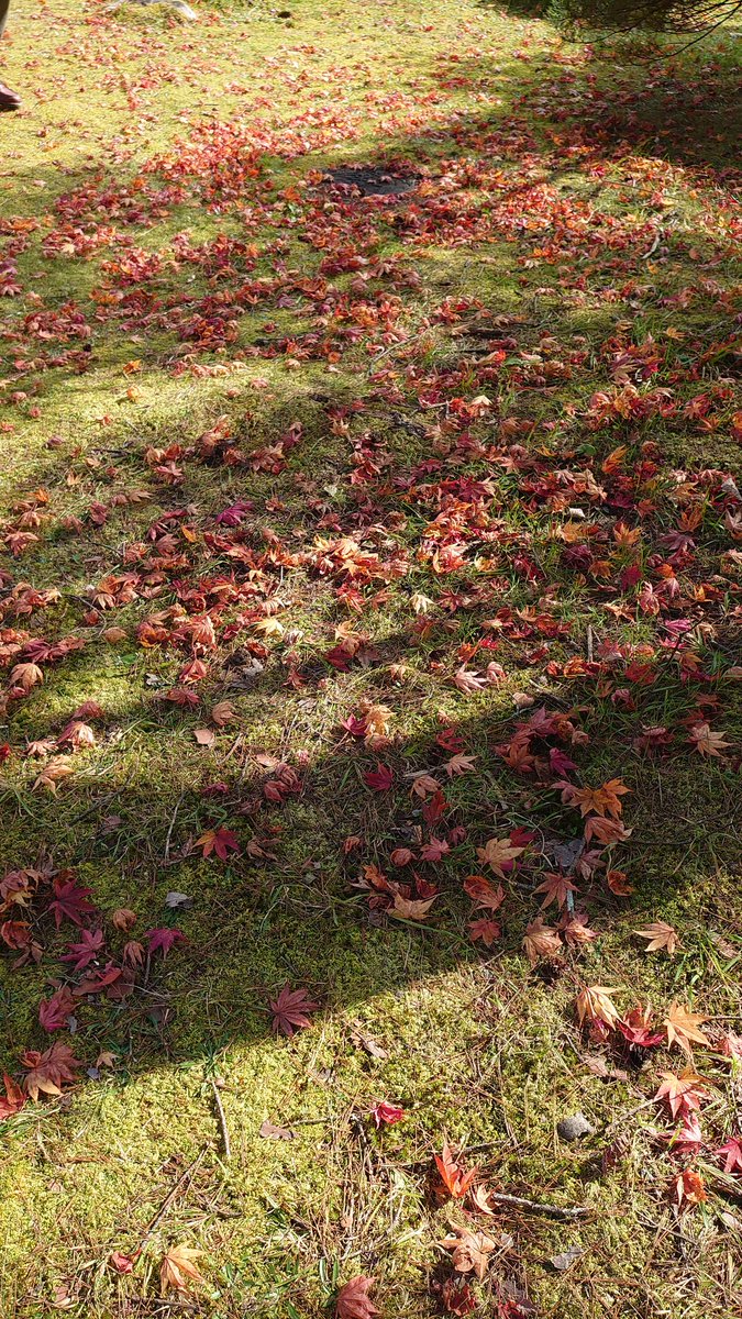 PCM8's tweet image. 秋の陽ざしがやわらかくて、エンジン音まで澄んで聞こえる。
ここは道の駅パスカル清見、ライダーたちの集まる峠のオアシス🏍️🍂
木造の屋根の向こうに広がるのは、金と朱のグラデーション。
一本の紅葉が空の青に映えて、まるで季節そのものが写真に写り込んだみたい。…