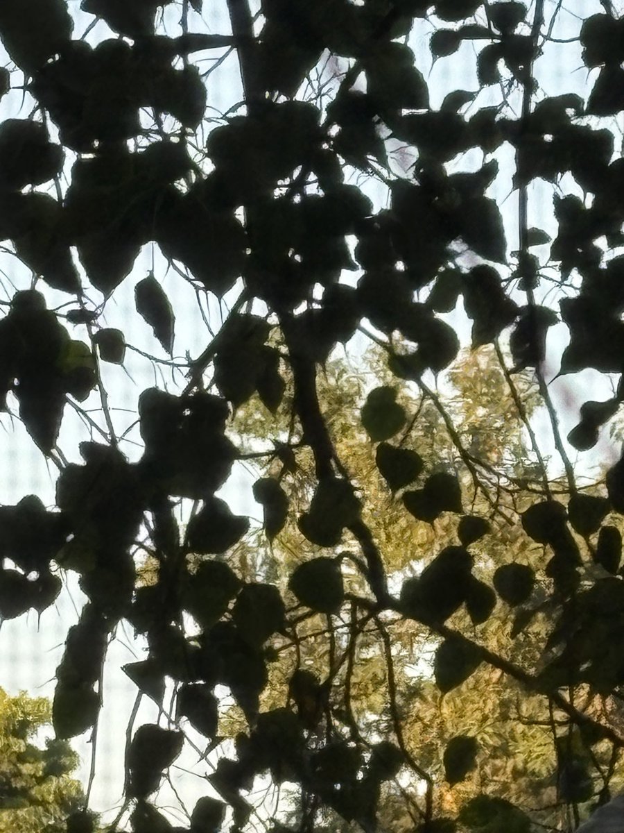 Parneet4294's tweet image. Pick your shade…! It’s all about #Choices #Perspectives #Mornings