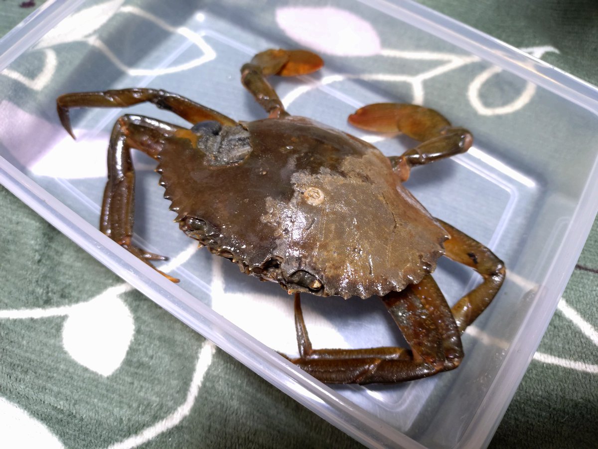 🦀ザキ＠『蟹のまにまに』🪲 on X