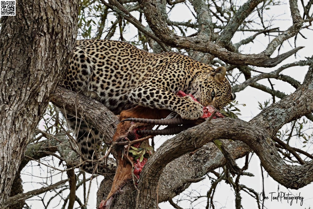 OneToadPhoto's tweet image. Like what you see? Want to see more #OneToadPhotography?

Consider Donating!!!

onetoadphotography.com/one-toad-photo…

@NatGeo @AnimalPlanet @Discovery