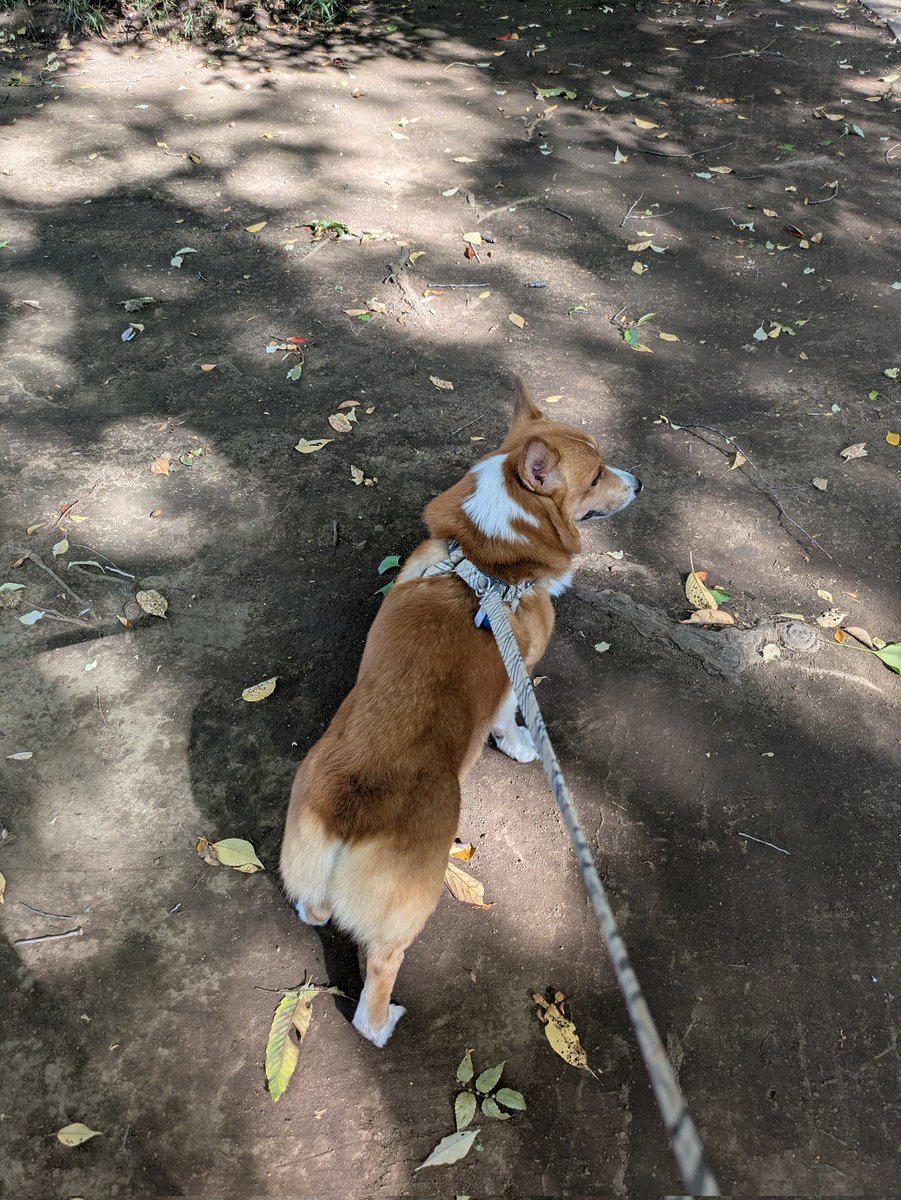 モアモア♥️モネモネ♥️ happywanwan on X