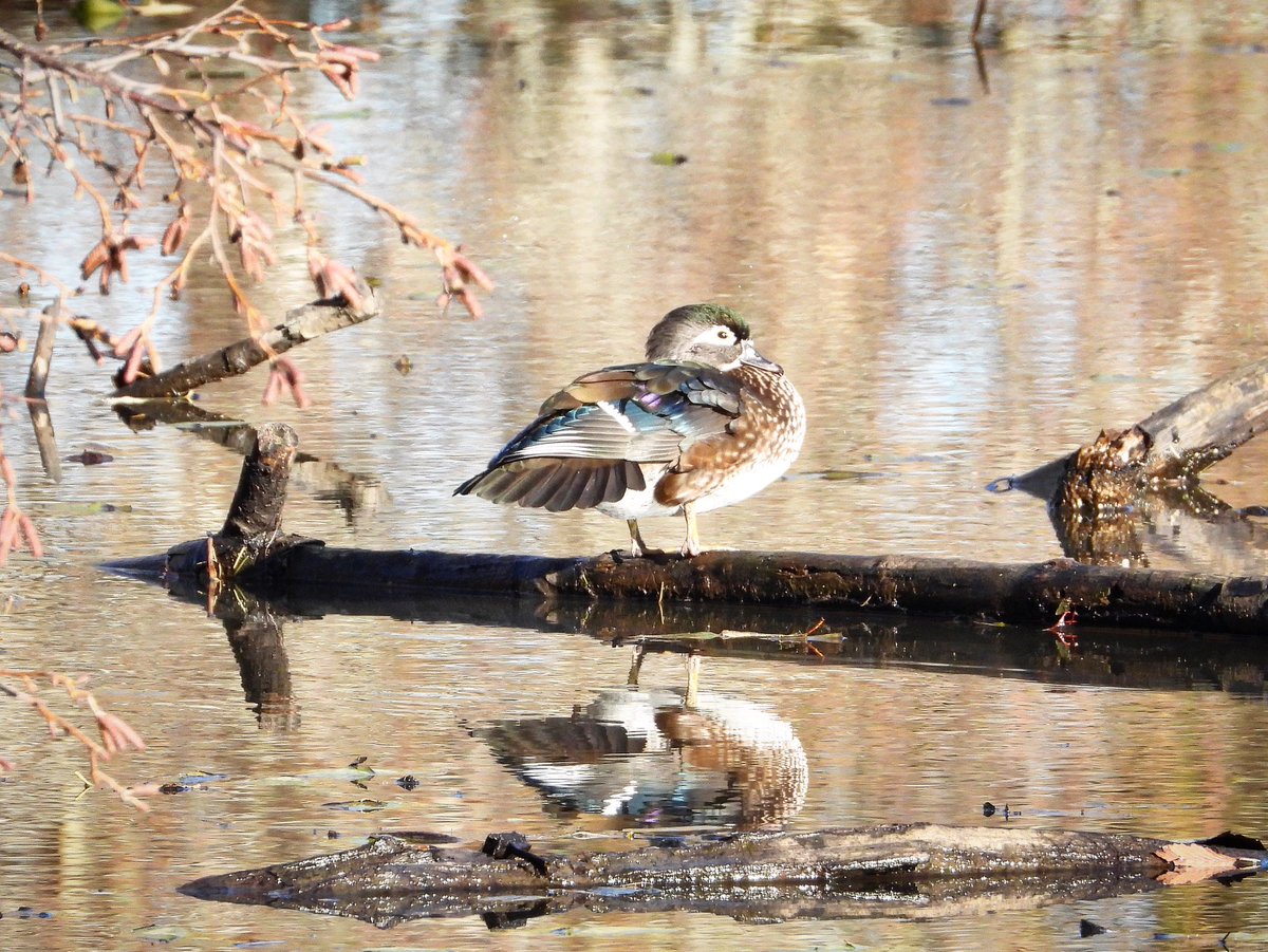 Lovely soft November light on lady wood duck ❤️ Delta BC 🇨🇦