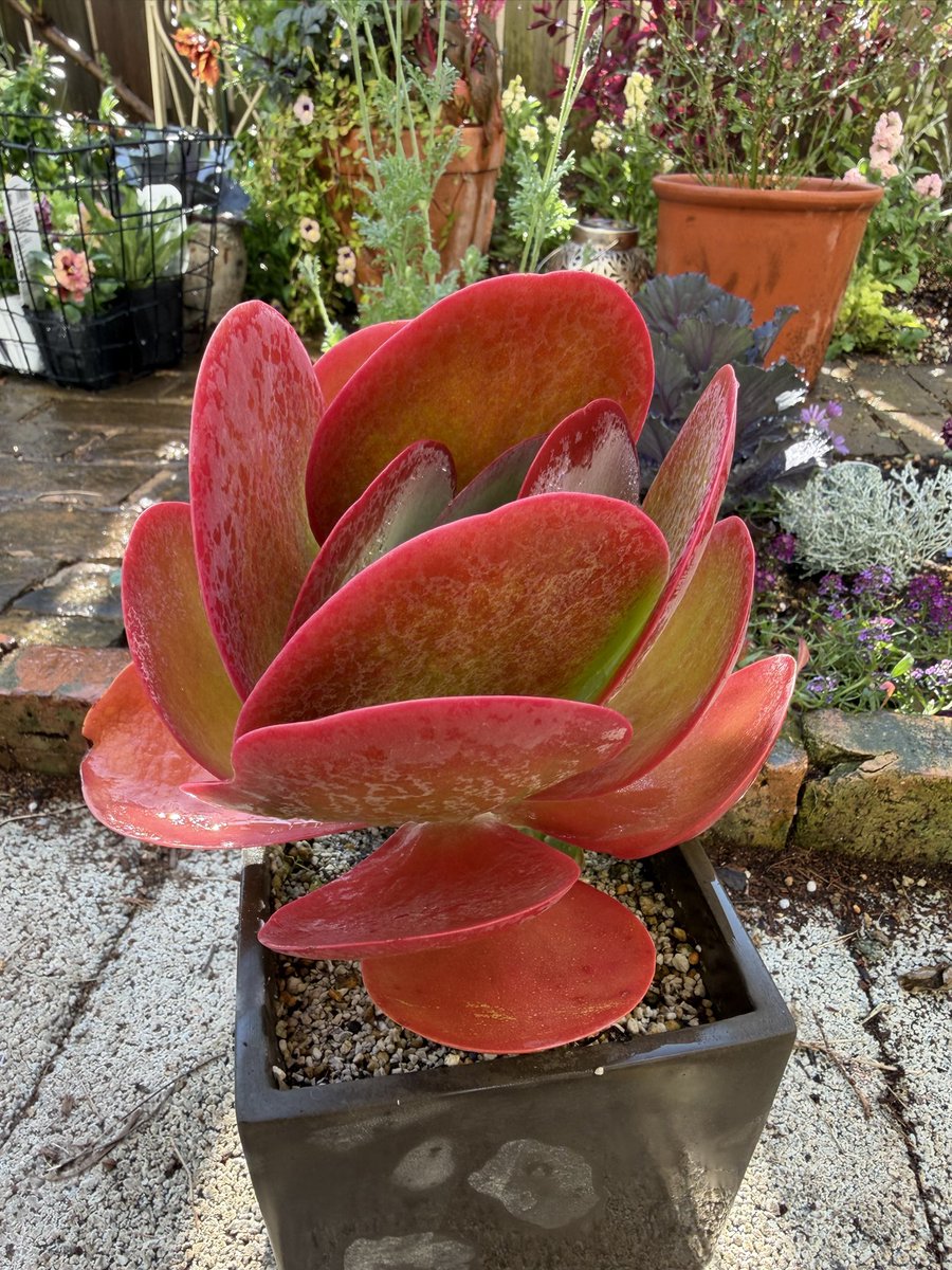 デザート・ローズ