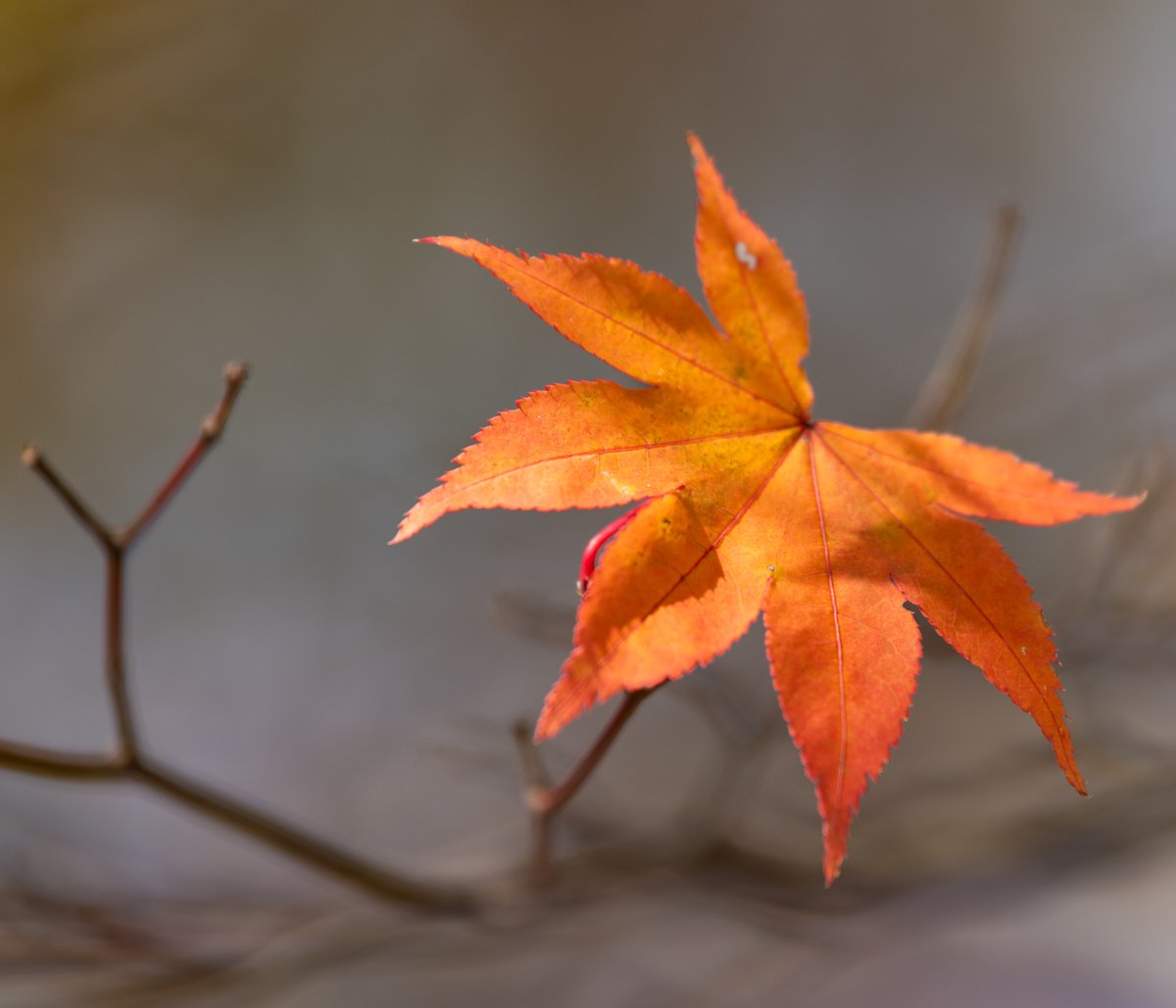 nao様 2023_kawasaki_ninja_zx-10r_krtedition_002 画像｜カワサキの250cc