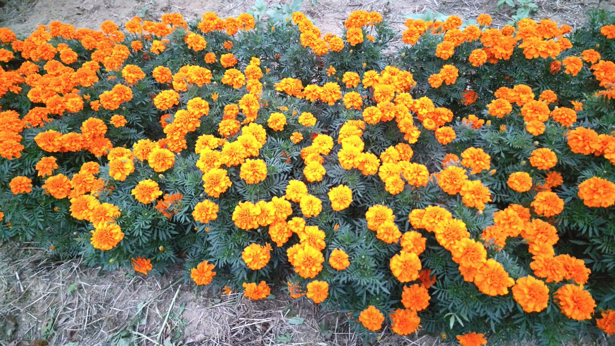 3150mh's tweet photo. 《マリーゴールドの丘🏵️》

先月、親友えみちゃんと本庄市のマリーゴールドの丘🏵️へ行ってきました‼️

通りがかりの女性が『写真撮りましょうか？』と声をかけて下さり素敵な写真を撮って頂きました🥰
その後は馬車道で美味しいパスタを食べながら
いっぱいお話しして楽しい時間を過ごしました🤗 https://t.co/HXnFd0ymQH