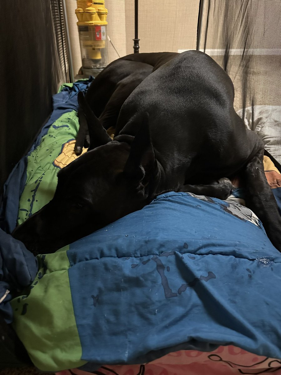 The Panic tweet media