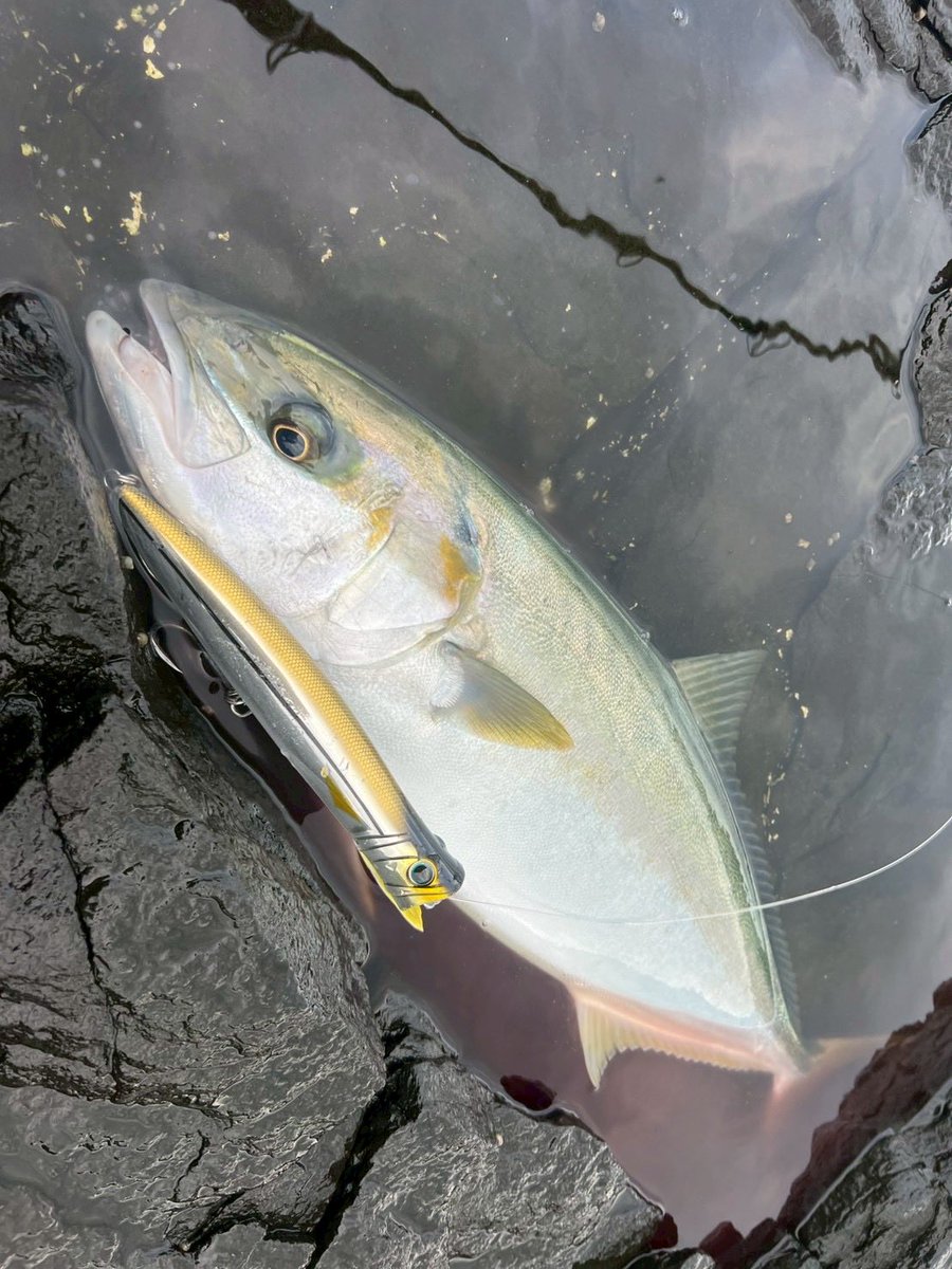 palms_global's tweet photo. Kingfish with BREAK HEAD in Japan 🇯🇵
Rod: Surfstar
Lure: BREAK HEAD 200 Craft-man bait color(AL-453)
Thank you Kyosuke !!
#palmsfishing #kingfish #kingie #hiramasa #hiramasakingfish #rockfishing @palms_japan https://t.co/UTmqQjdt5T